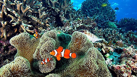 【7/1～8/31】Search for clownfish with Wheeebo img